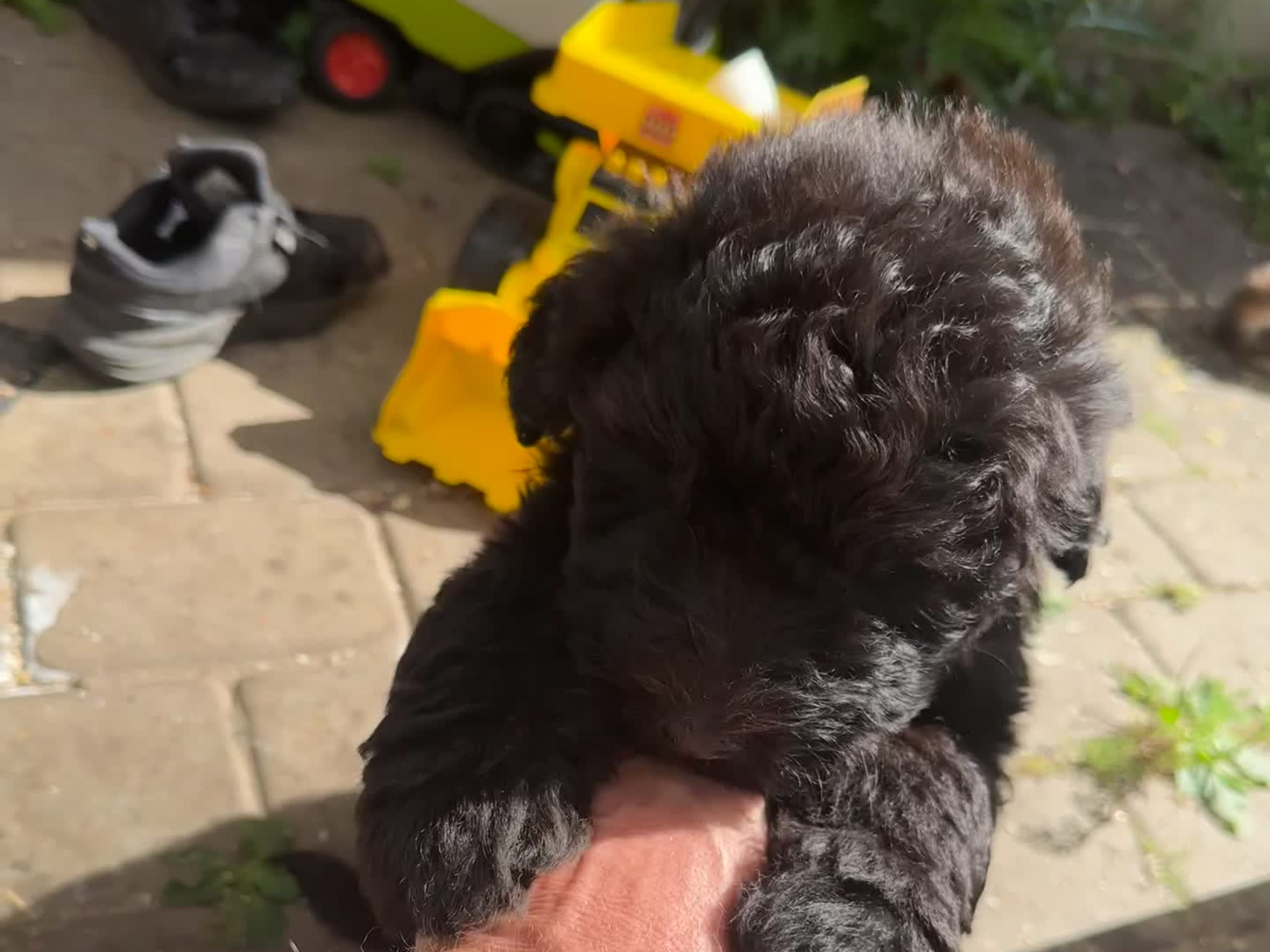Bernedoodle · Sydals · Maria Harmundal K.