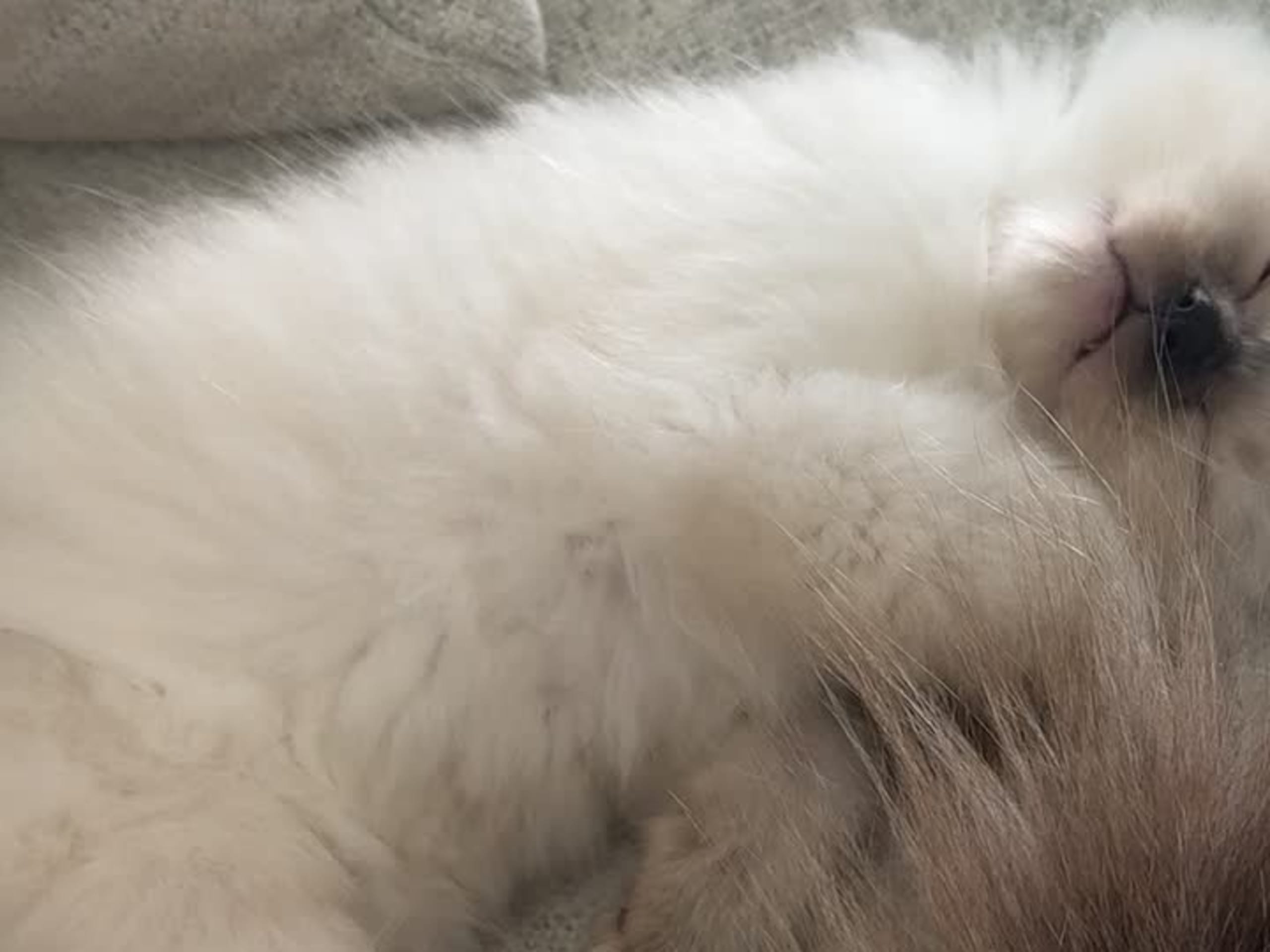 Ragdoll · Skellefteå · Johanna E.