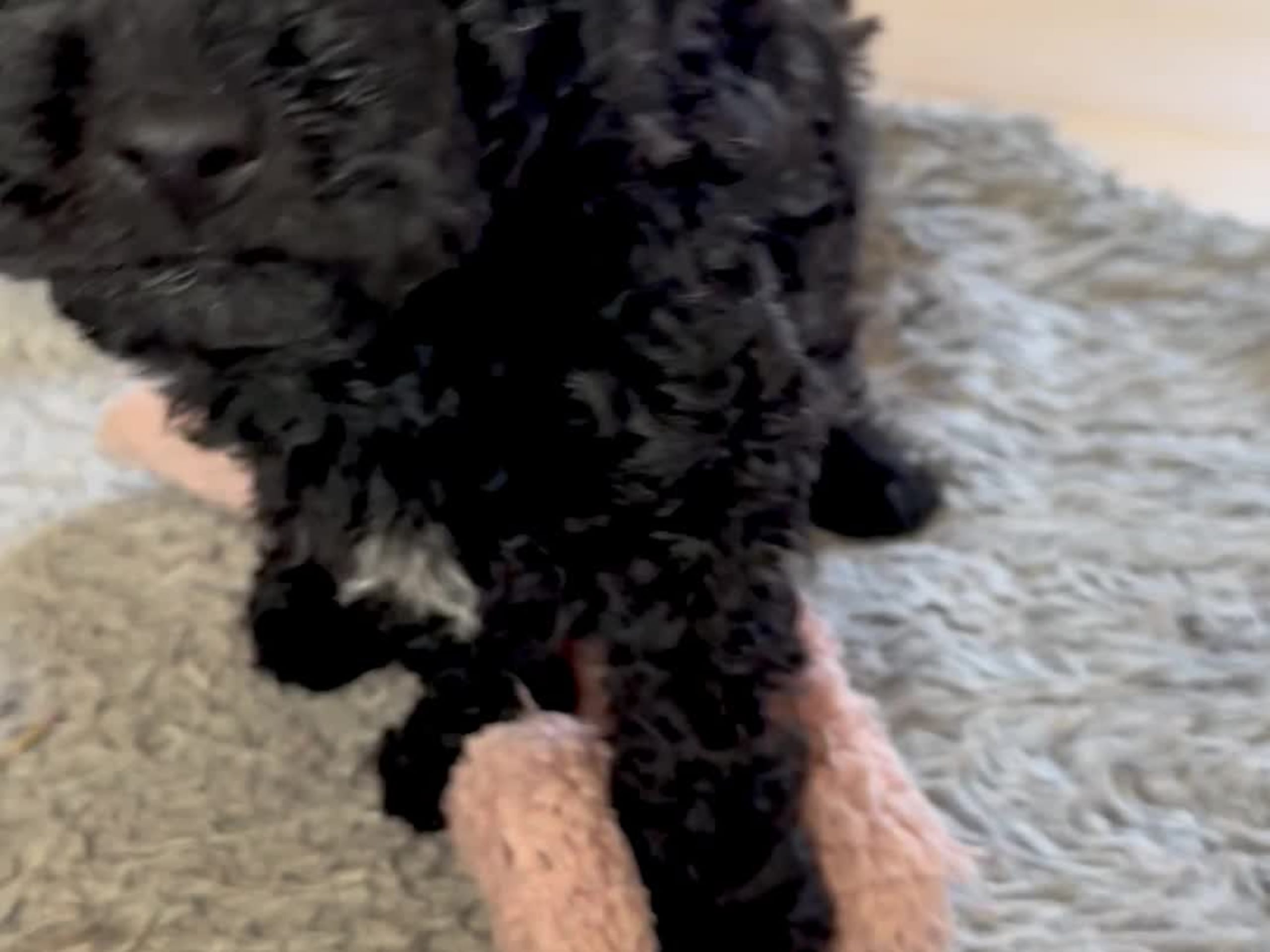 Skebopugotto