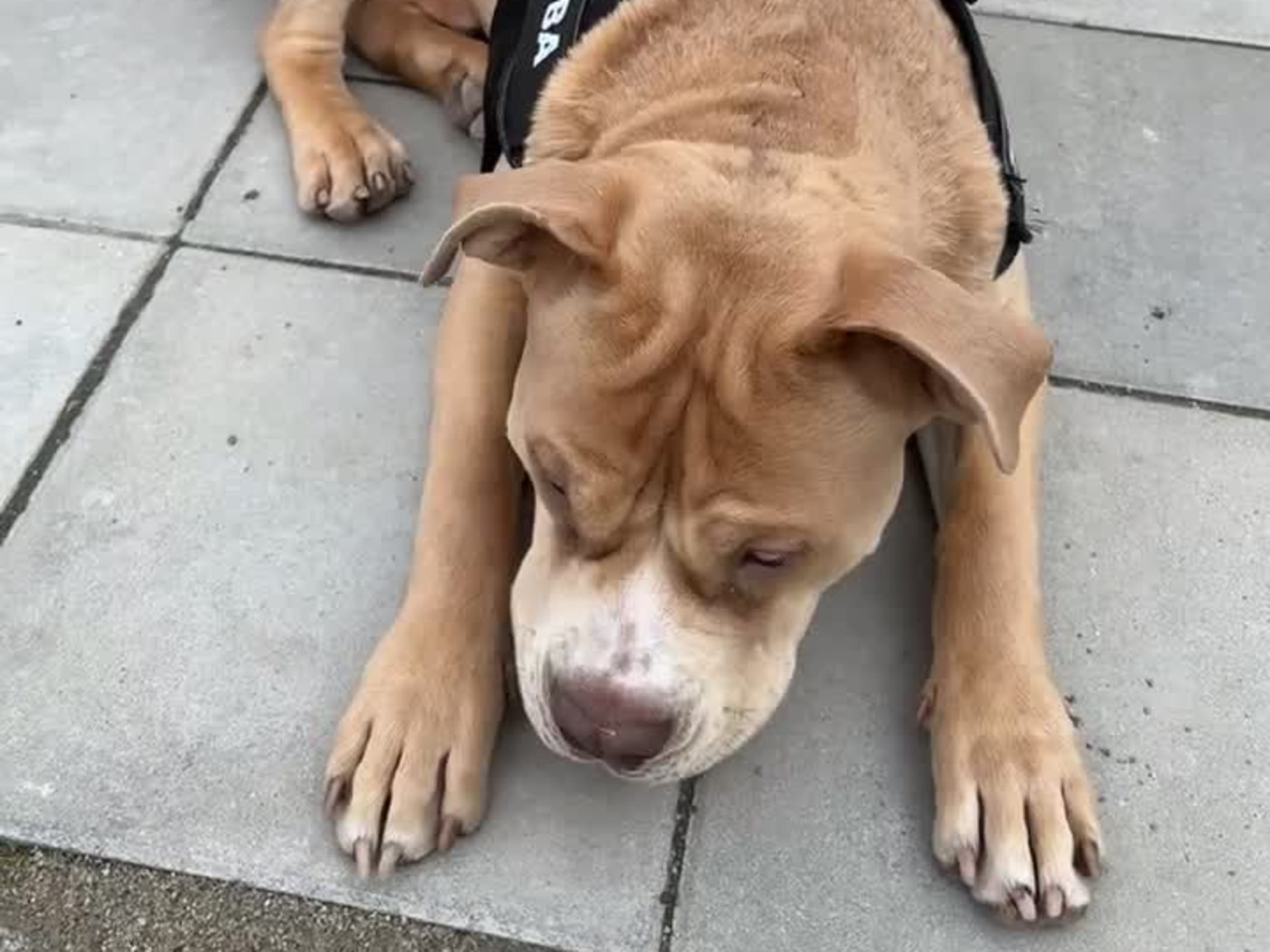 American bully · Lönsboda · Johanna H.