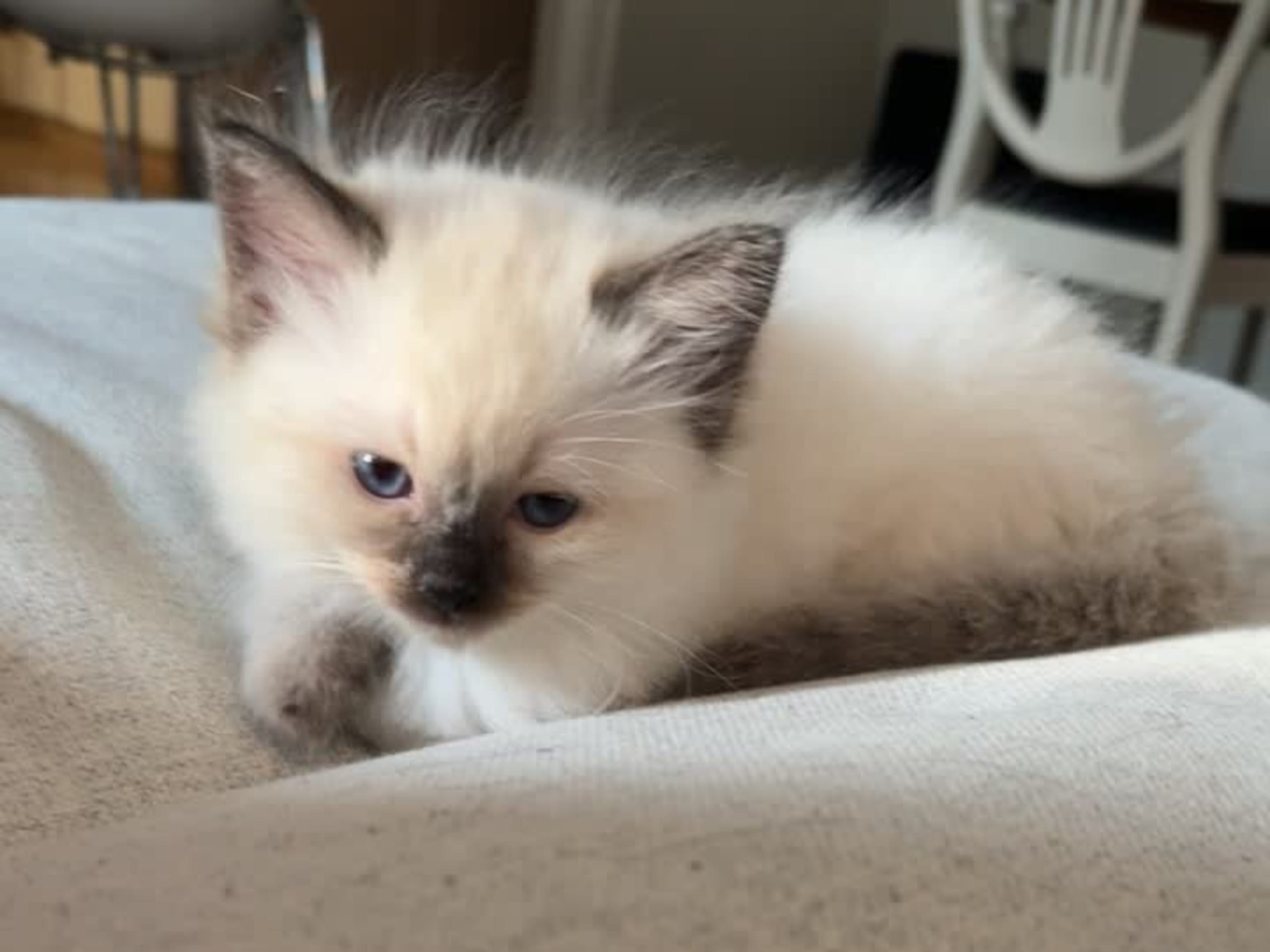 Ragdoll · Skellefteå · Johanna E.