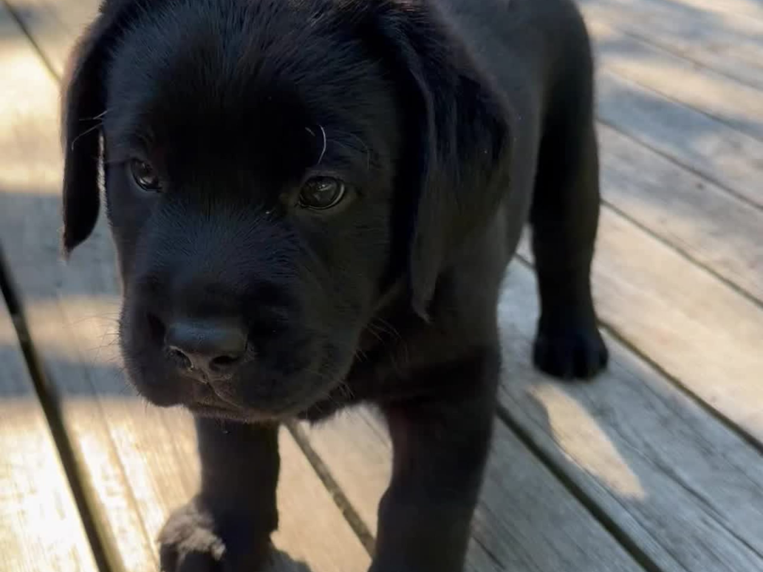 Kennel Eyegrip’s