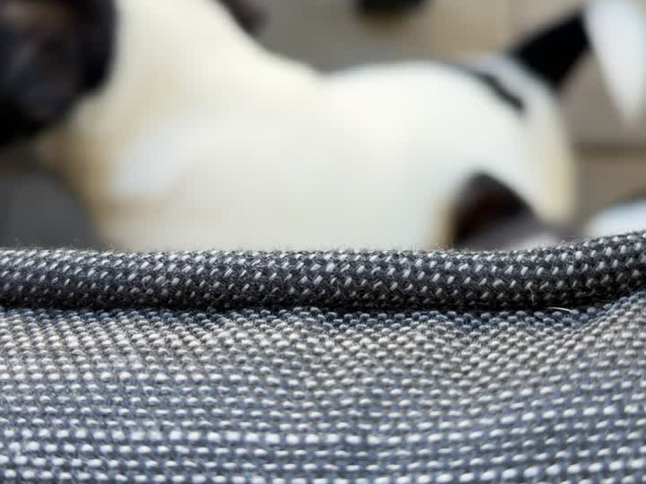 Jack russell terrier · åstorp · Dzenita R.