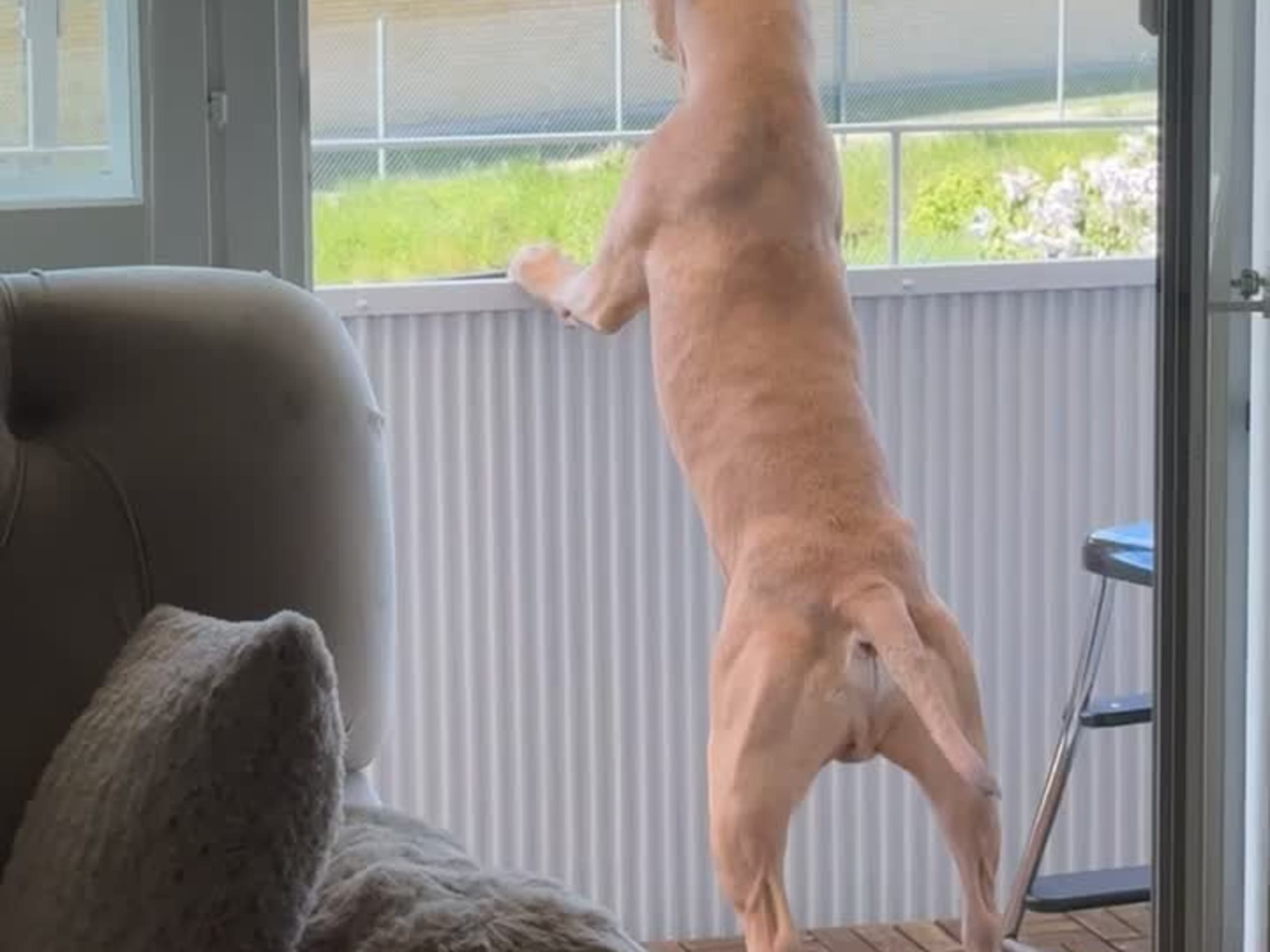 American bully · Lönsboda · Johanna H.