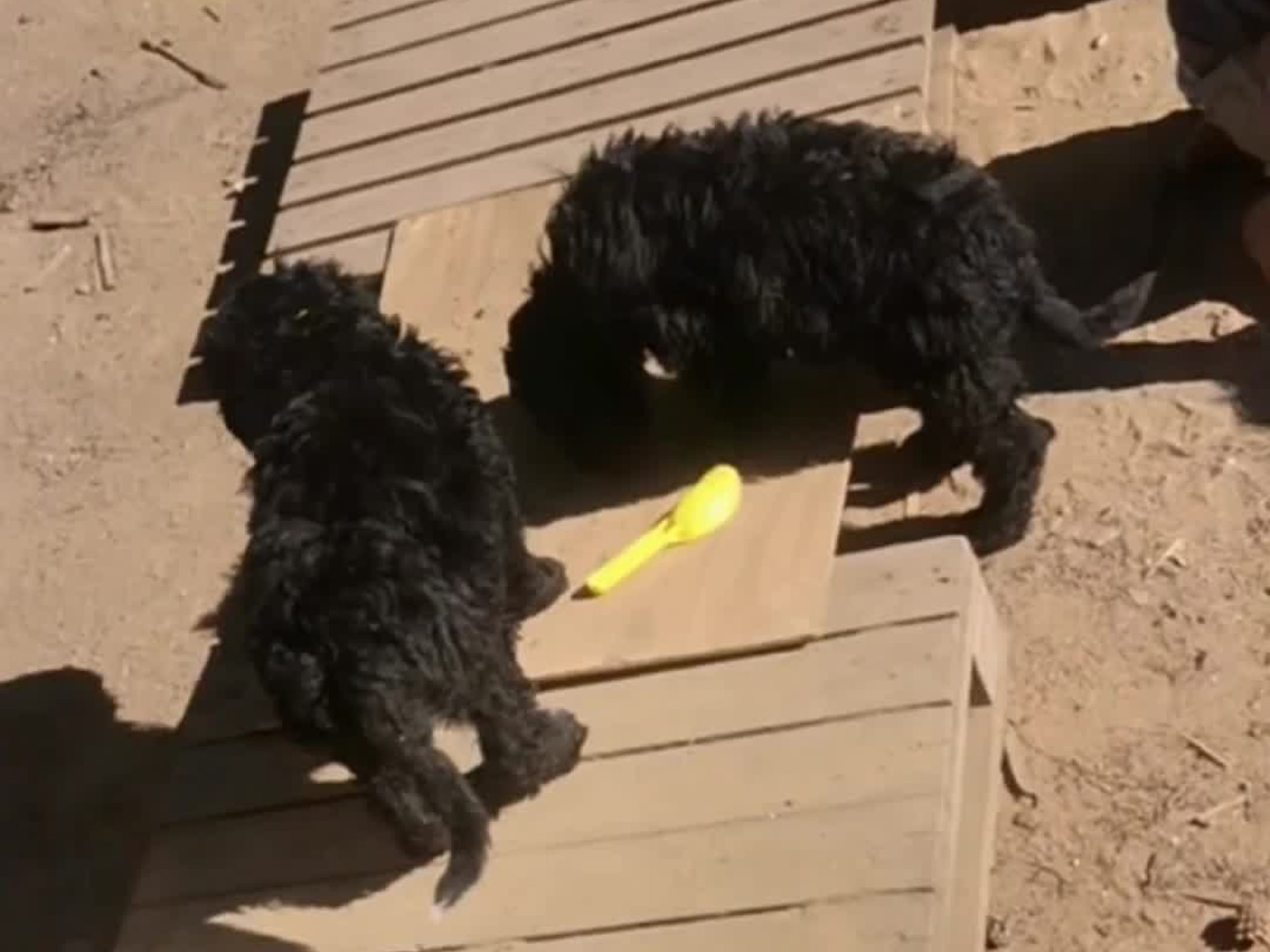 Bernerdoodle · Överkalix · Snabelsnutens Hus