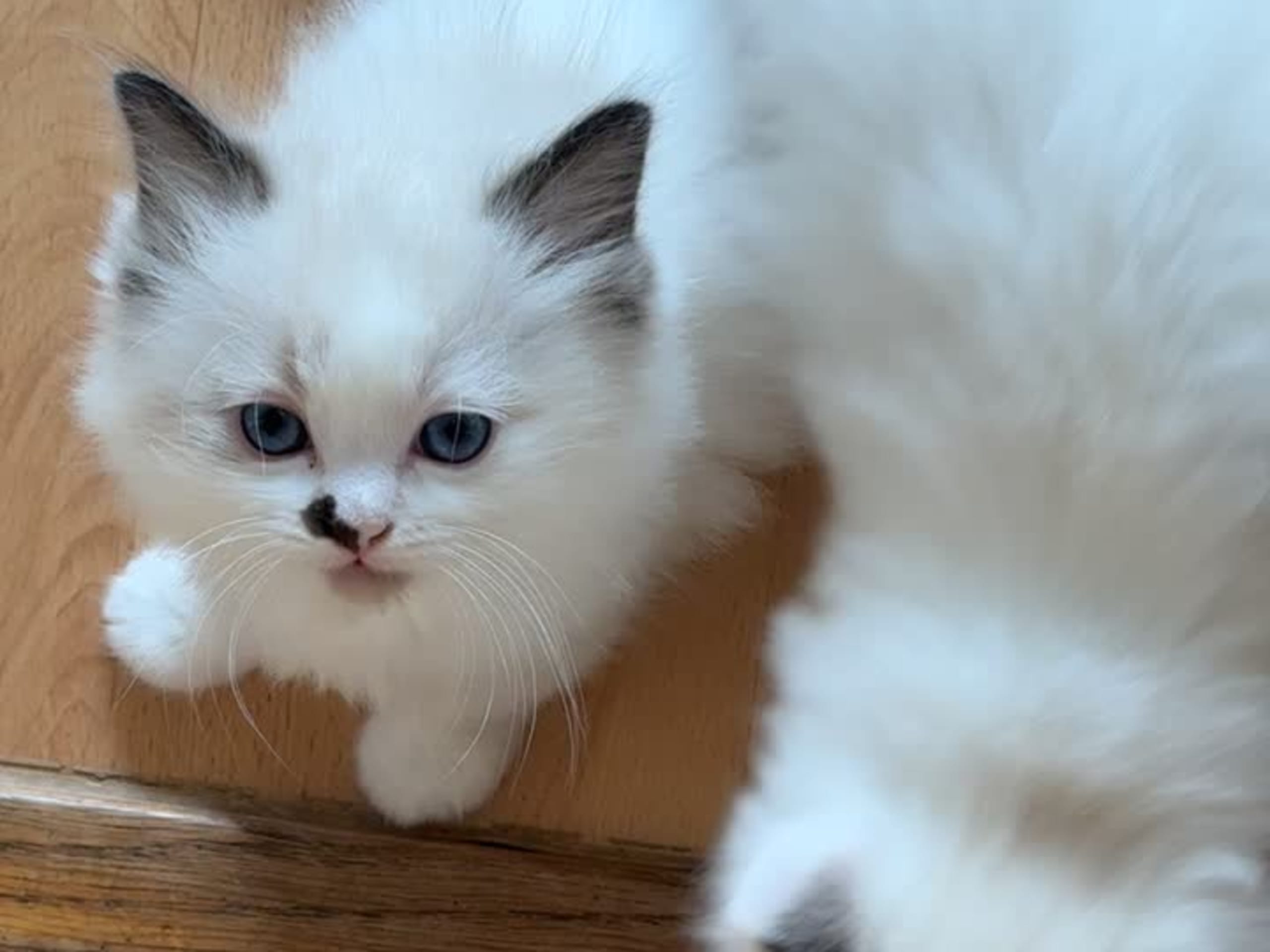 Ragdoll · Skellefteå · Johanna E.