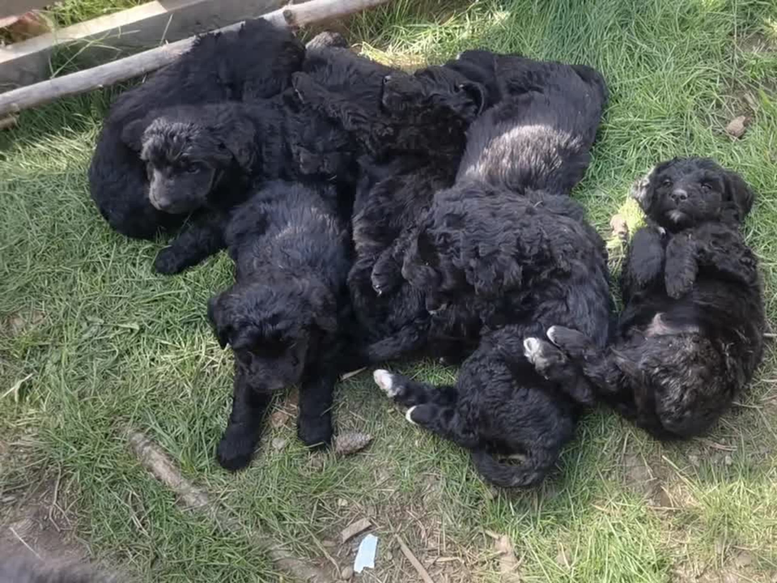 Bernerdoodle · Överkalix · Snabelsnutens Hus