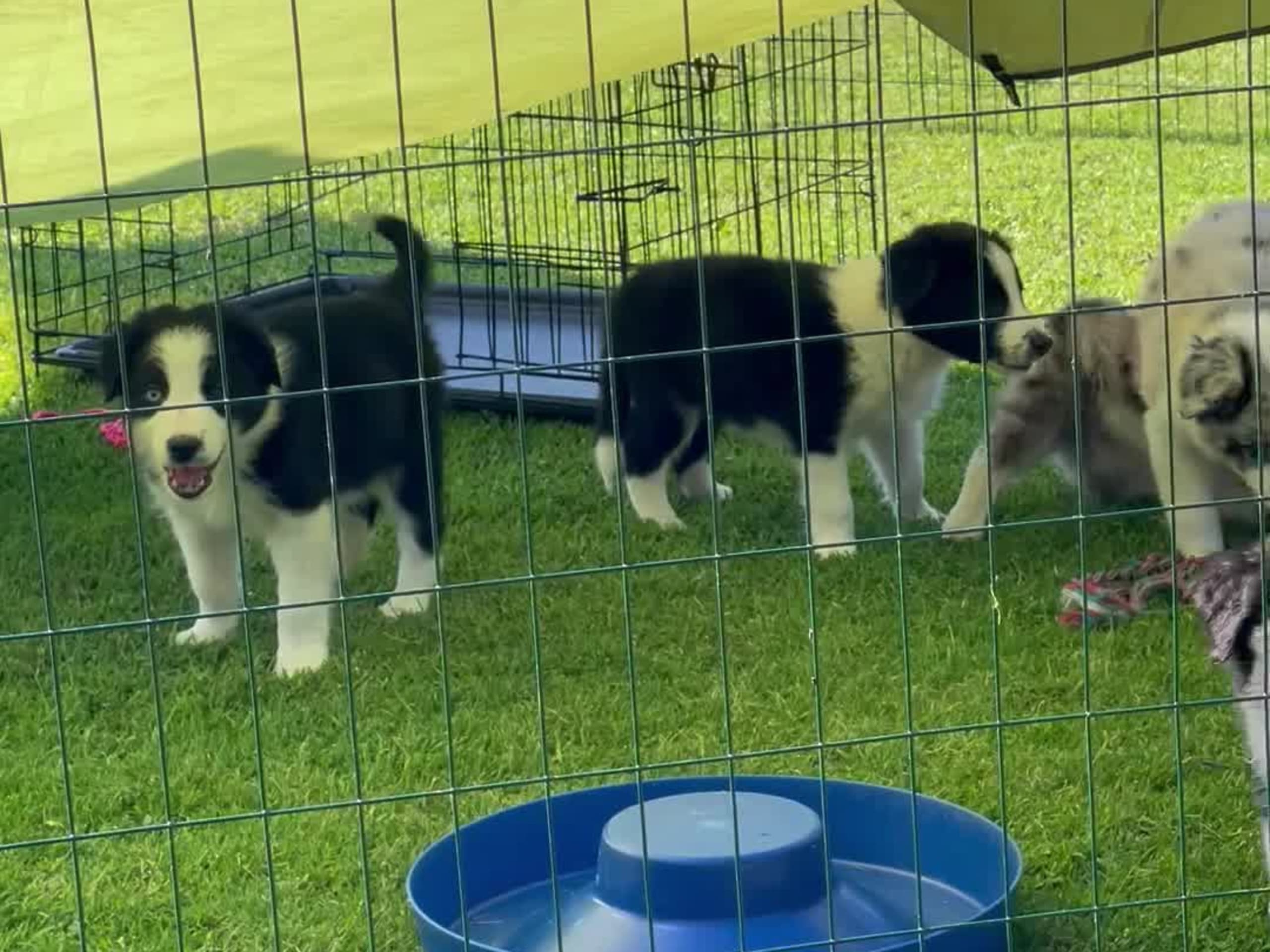Border Collie · Skebobruk · Deleted user