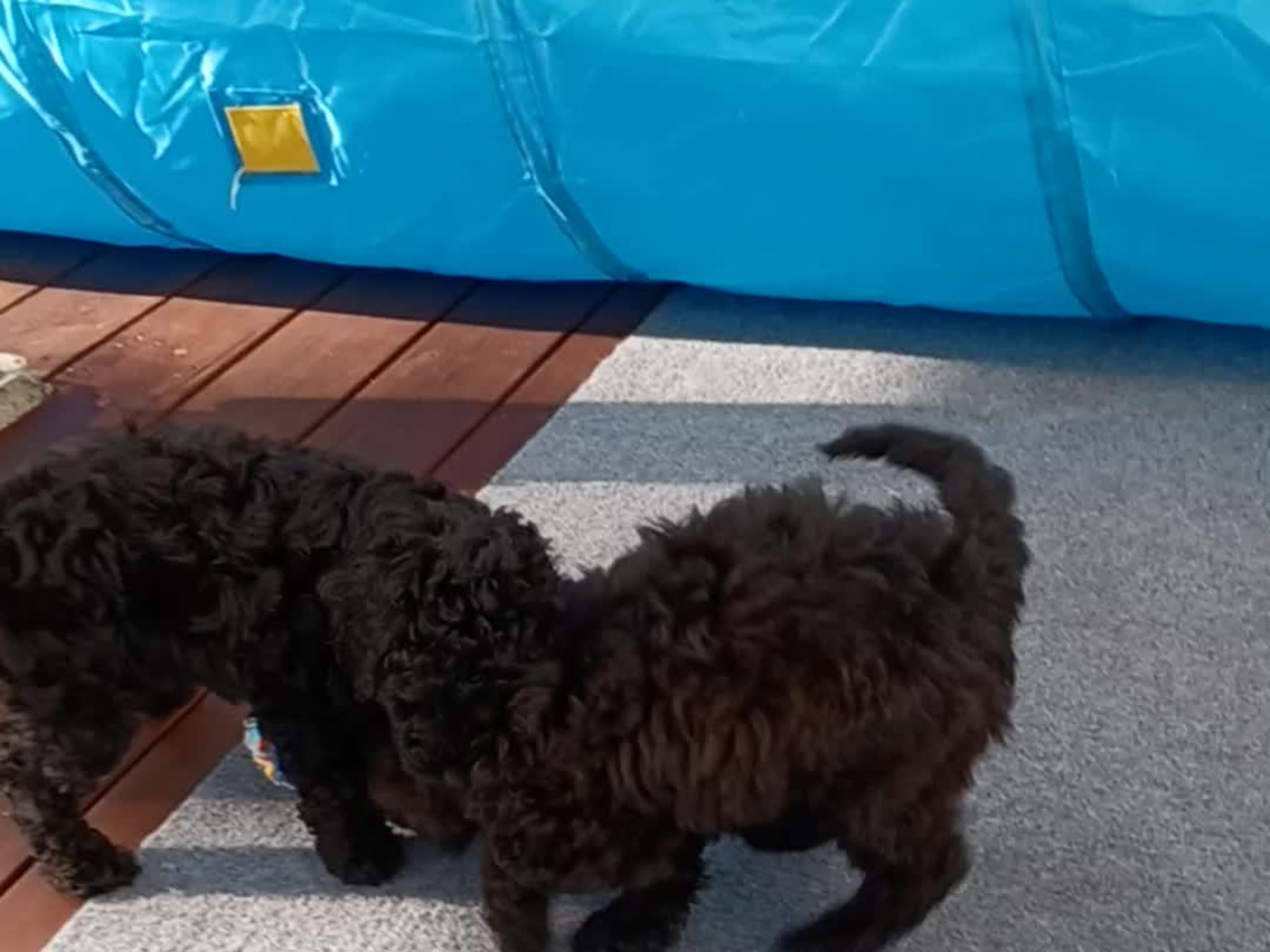 Cockerpoo · Kristinehamn · Marielle B.
