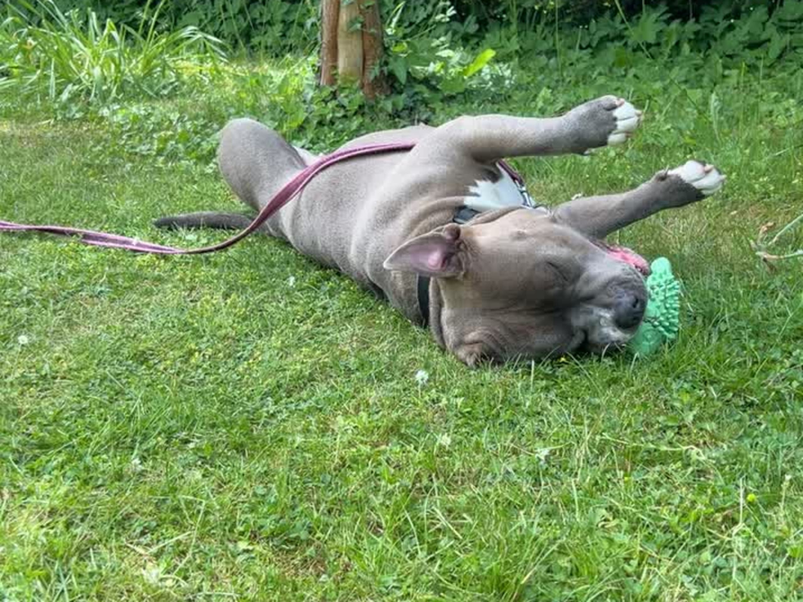 American bully · København · Joan J.
