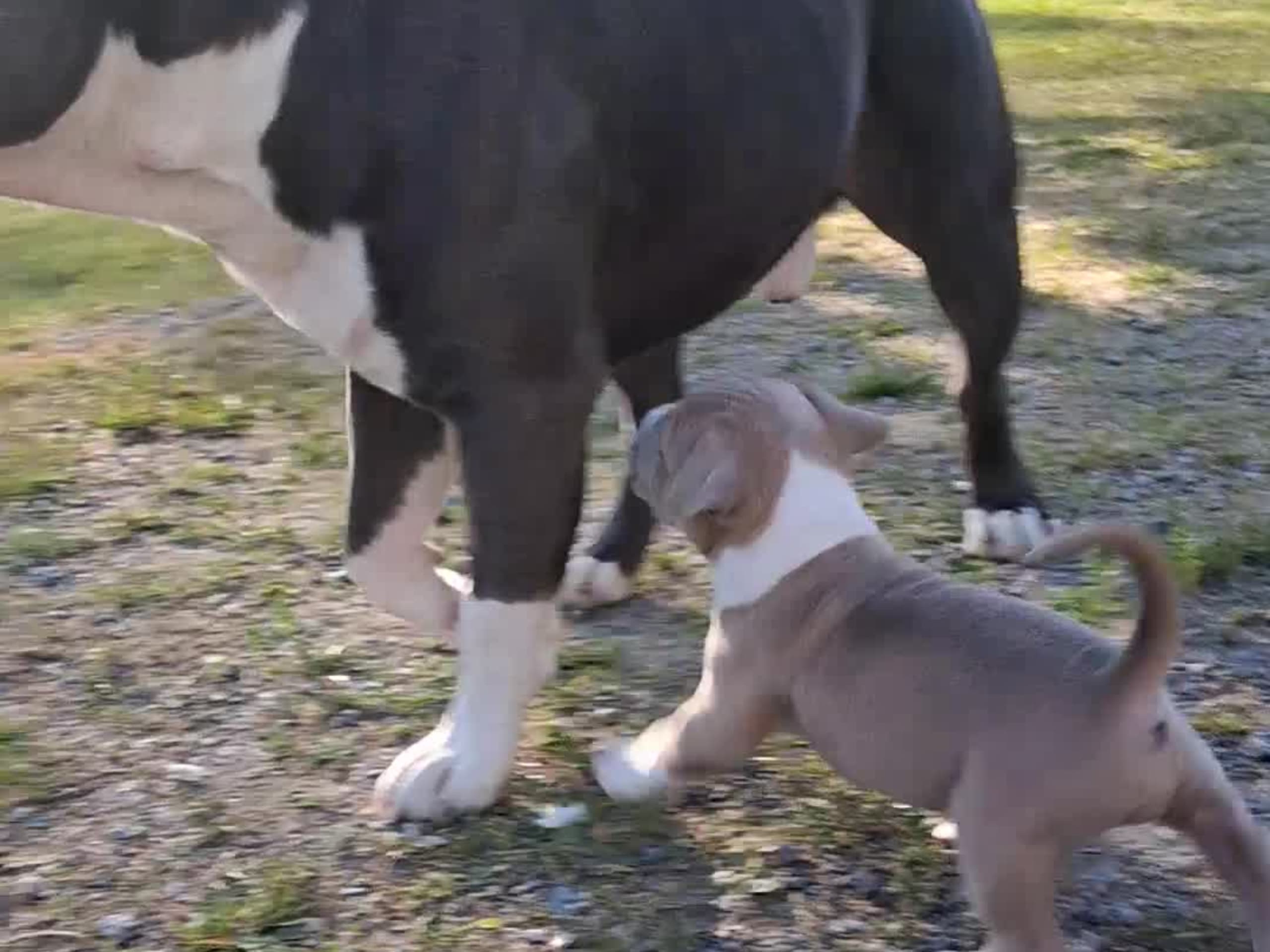 American bully x amstaff · Bjurholm · Leia R.