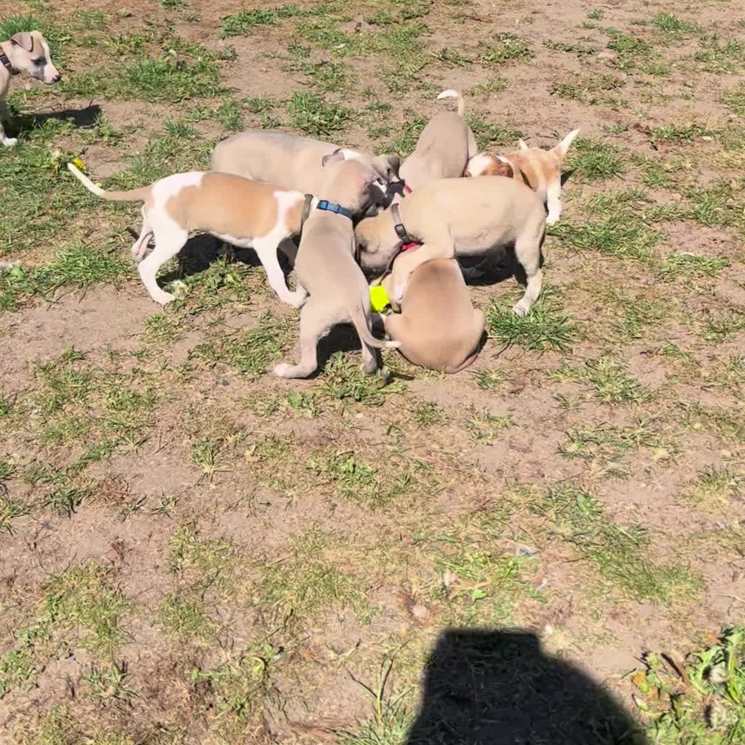 Whippet