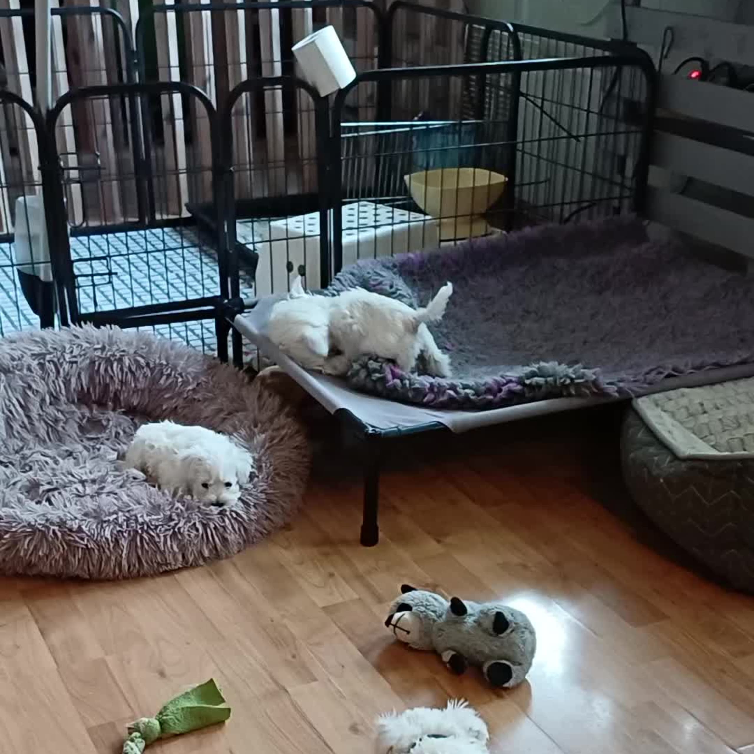Dvärgschnauzer vit