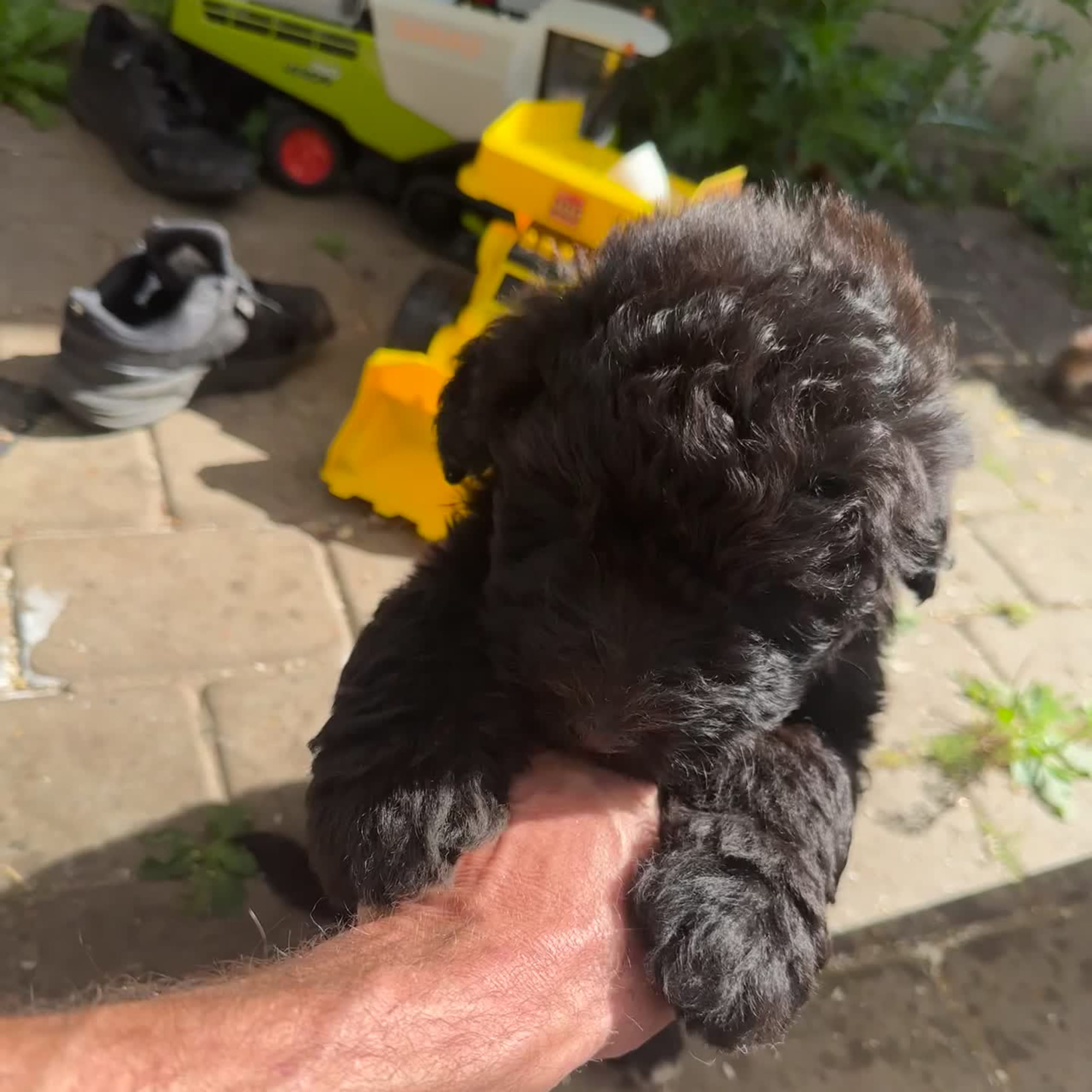 Bernedoodle