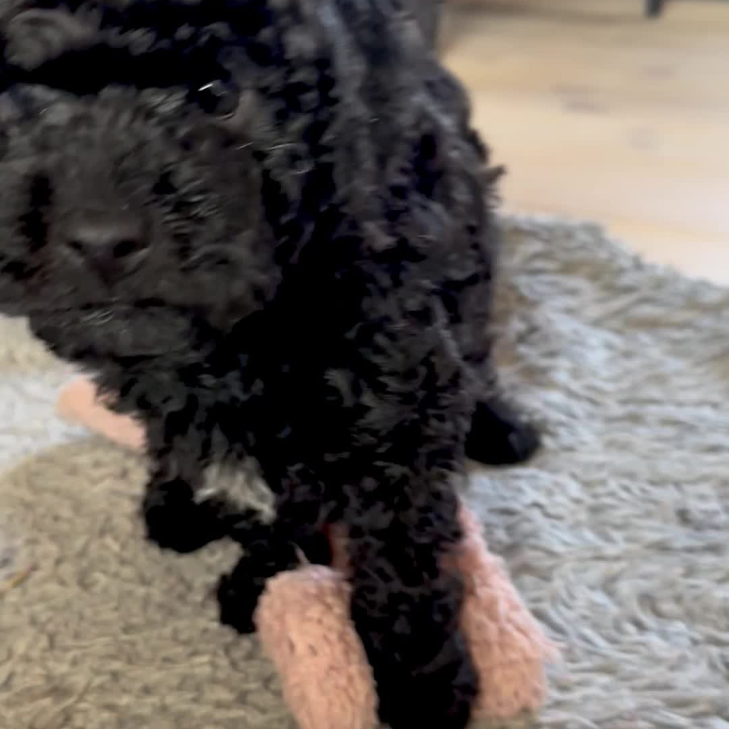 Skebopugotto