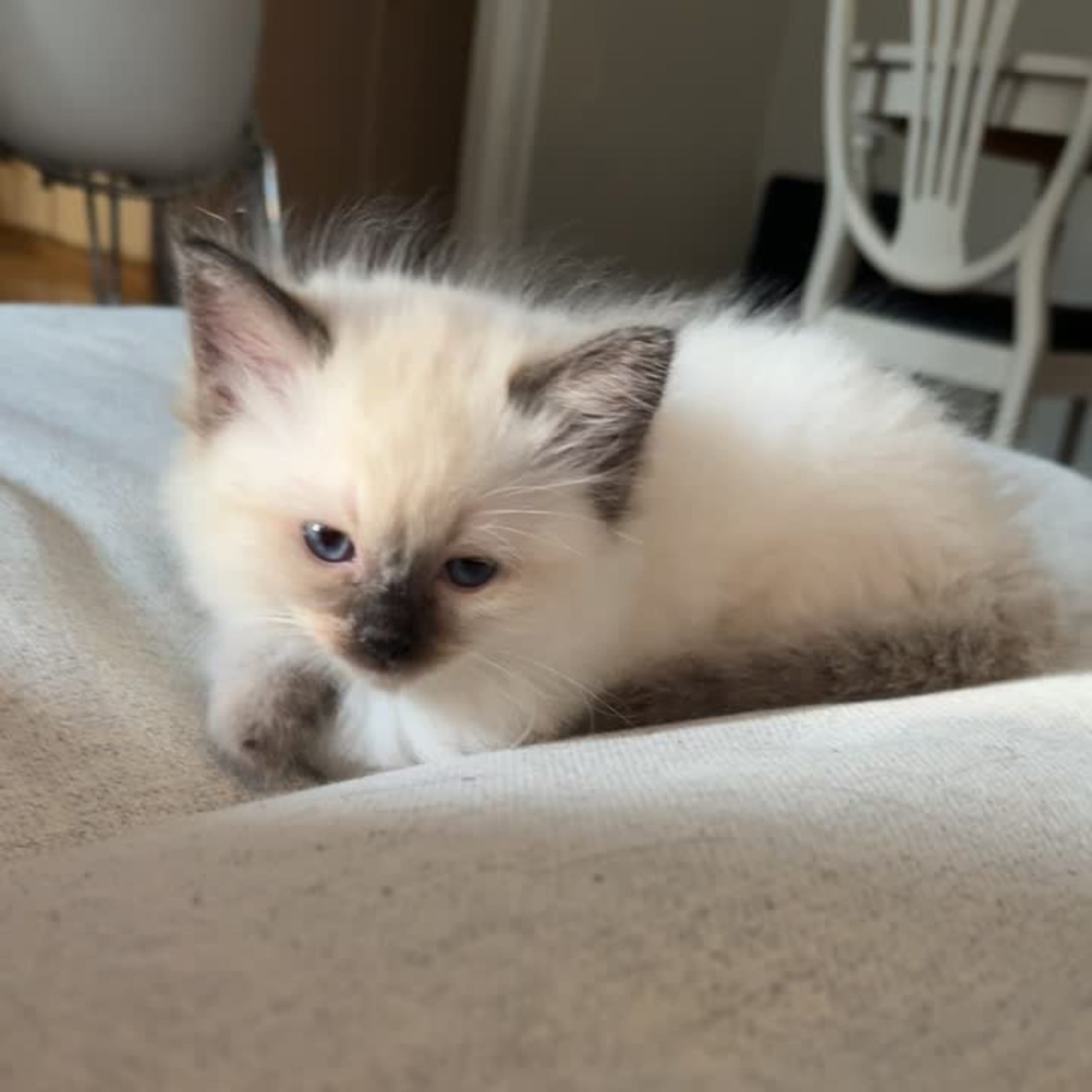 Ragdoll