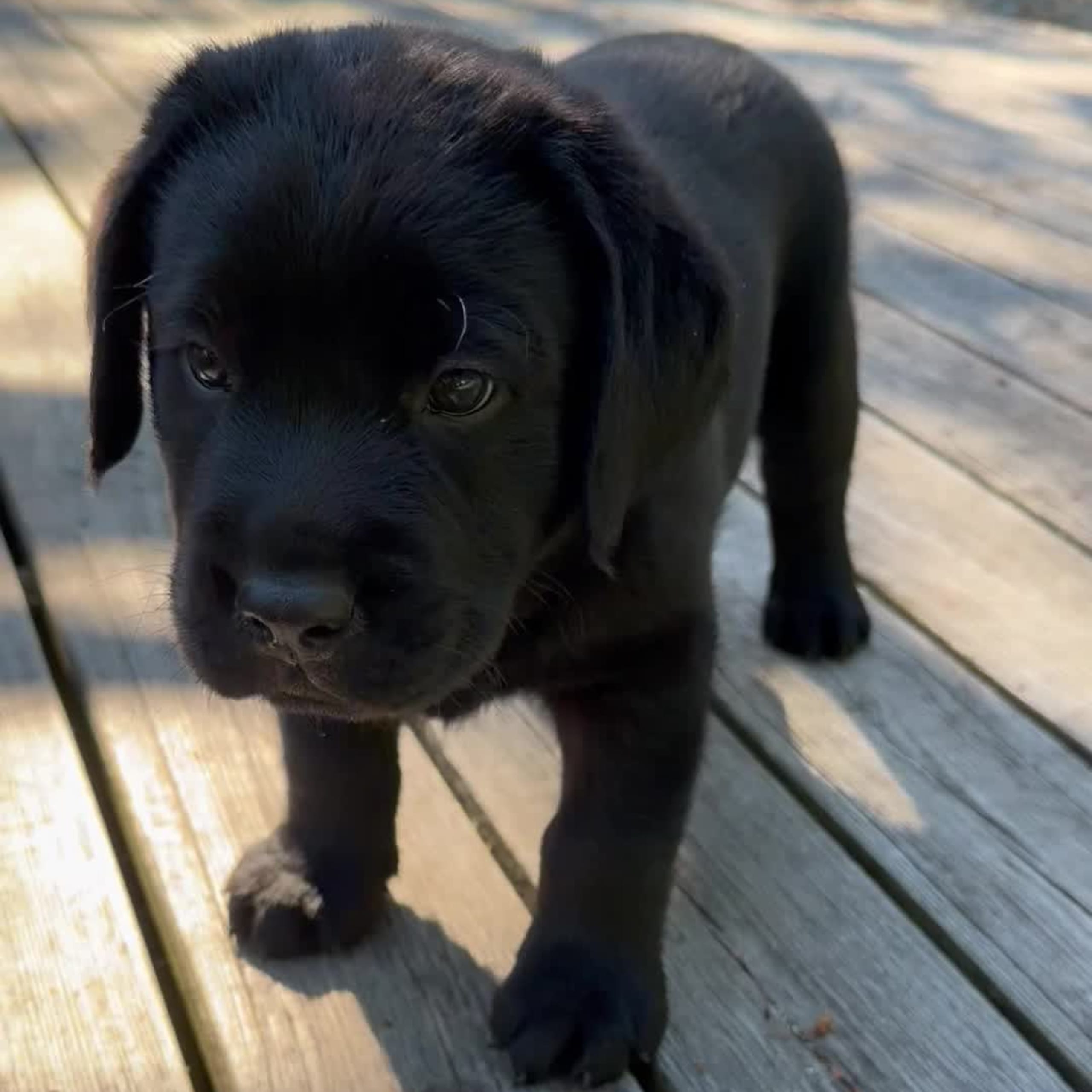 Kennel Eyegrip’s
