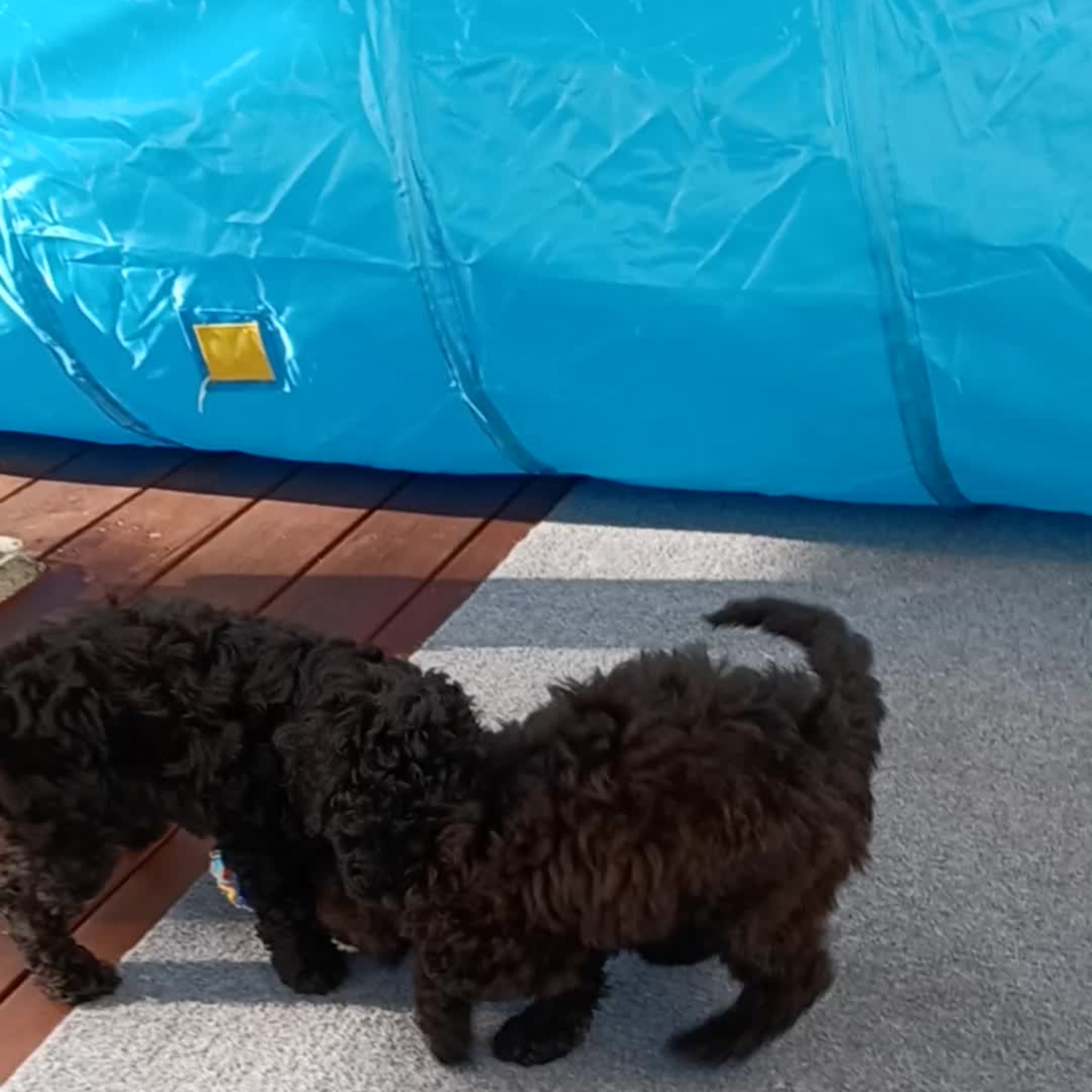 Cockerpoo