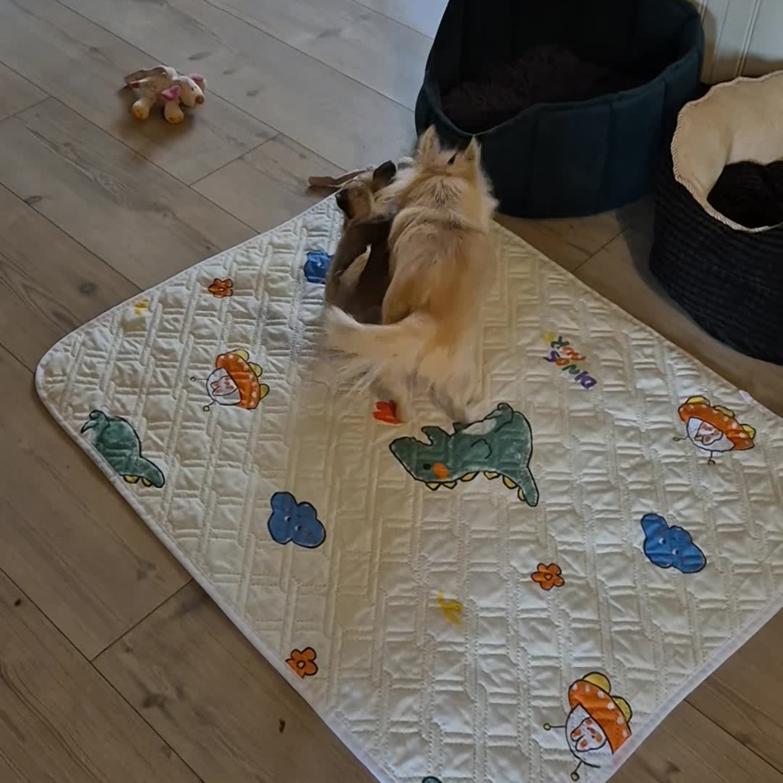 Chihuahua