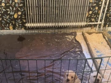 Labrador retriever · Backaryd · Bäckasjös uppfödning