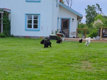 Cockerpoo · Mullsjö · Vanja Å.