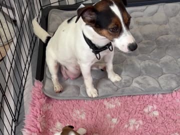 Jack russell terrier · Danderyd · Djursholms tassar