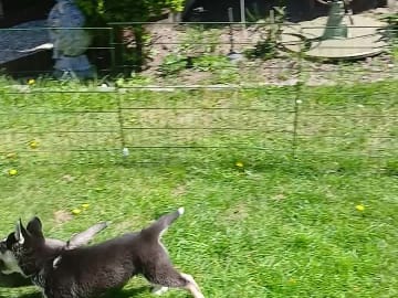 Siberian husky · Åstorp · Apollo