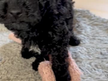 Skebopugotto