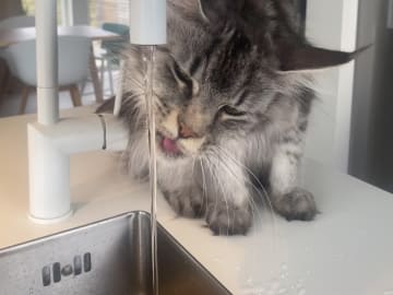 Maine Coon · Skellefteå · Therese T.