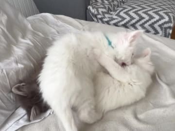 Smögen