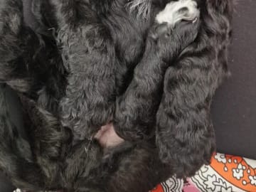 Double Doodle · Borås · Smith Labradoodles