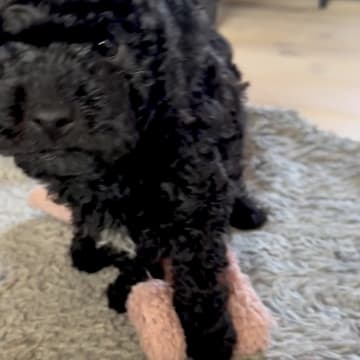Skebopugotto