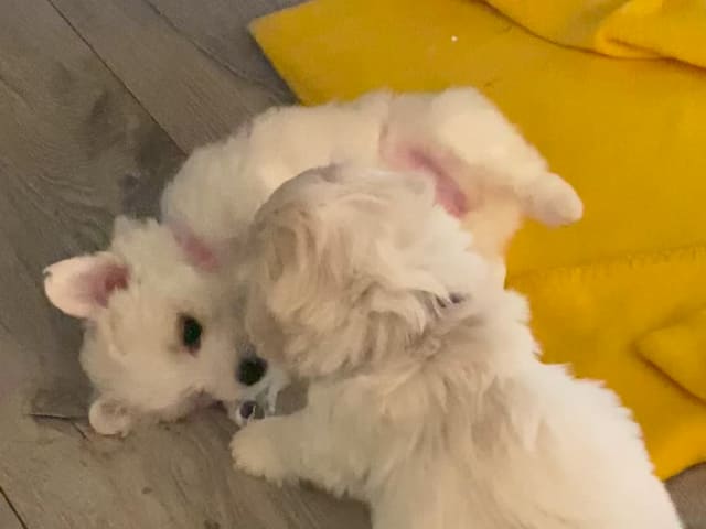 Kennel Showsilk